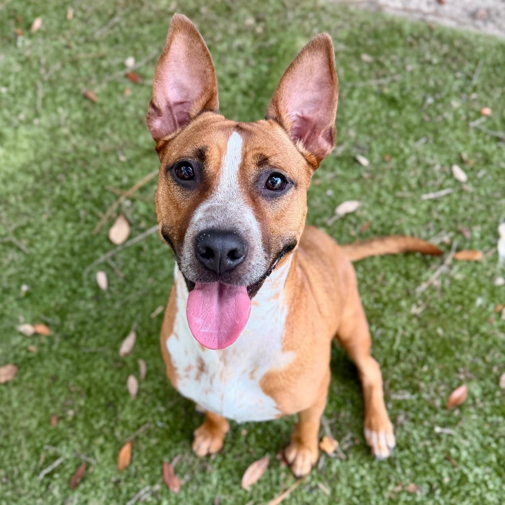 Photo of Mariah 🐾, adoptable Mixed Breed (Medium) in Milton, Florida