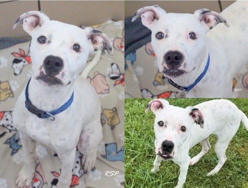 Photo of Dot, adoptable Pit Bull Terrier in Fort Wayne, Indiana