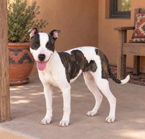 Photo of Wish, adoptable Pit Bull Terrier in Albuquerque, New Mexico