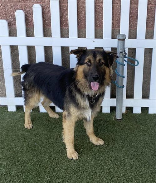 Photo of Grizzly, adoptable German Shepherd Dog in Modesto, California