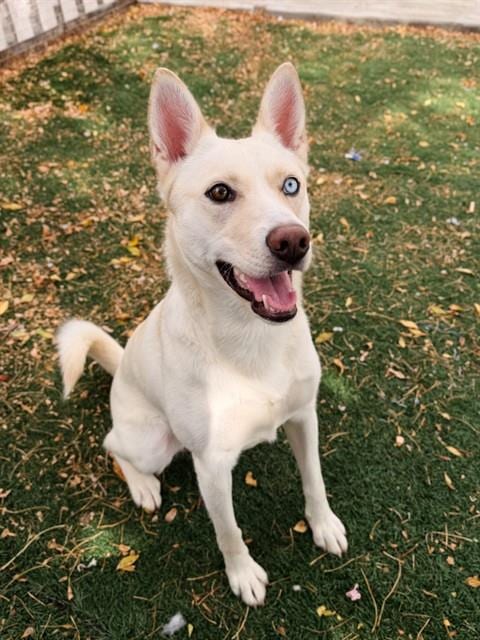Photo of Sugar, adoptable Husky in Fremont, California