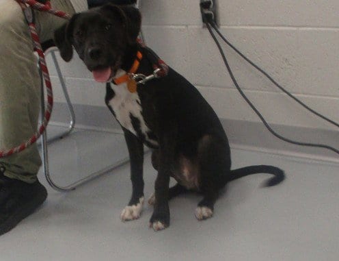 Photo of Ume, adoptable American Pit Bull Terrier in Ocala, Florida