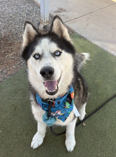 Photo of Misu, adoptable Siberian Husky in Phoenix, Arizona