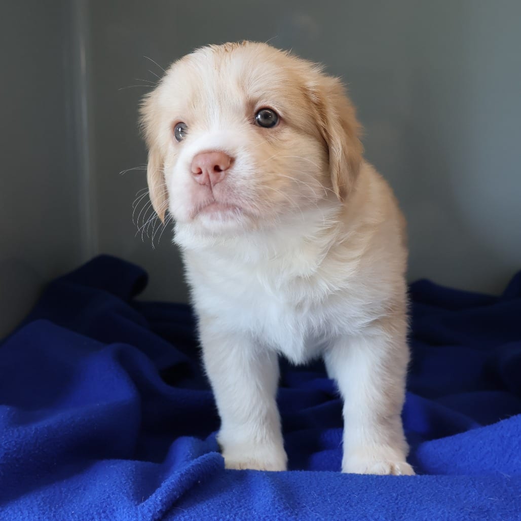 Photo of Troy, adoptable Mixed Breed (Medium) in St. Charles, Missouri
