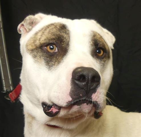 Photo of Bruiser, adoptable Pit Bull Terrier in Ukiah, California