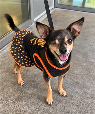 Photo of Lefty, adoptable Chihuahua in San Martin, California