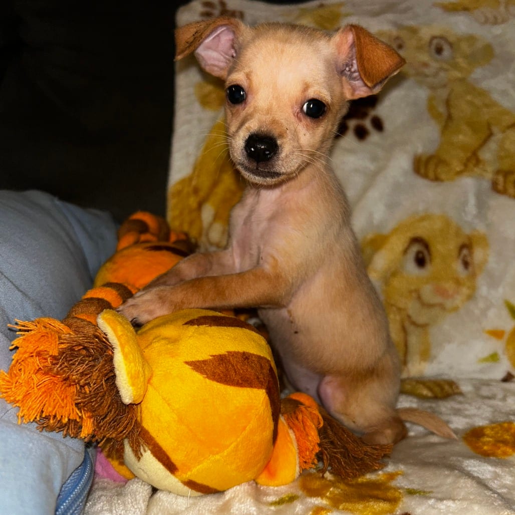 Photo of Lita Ford, adoptable Chihuahua in San Antonio, Texas