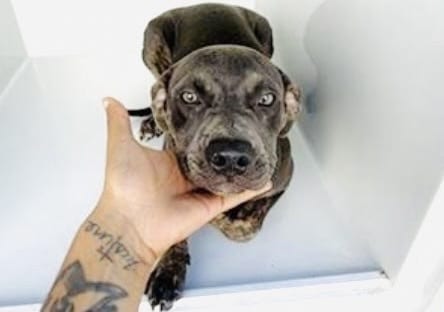 Photo of Senior Pit Bull Terrier, adoptable Pit Bull Terrier in Houston, Texas