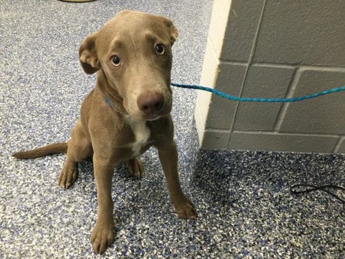 Photo of Dobby, adoptable Weimaraner in Thousand Palms, California