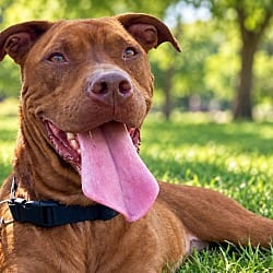 Photo of Dolly Pawton, adoptable American Pit Bull Terrier in East Ridge, Tennessee