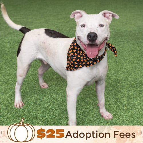 Photo of Russell, adoptable Bull Terrier in Burlingame, California