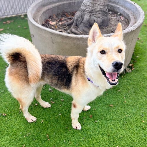 Photo of Lovely, adoptable German Shepherd Dog in Oakland, California