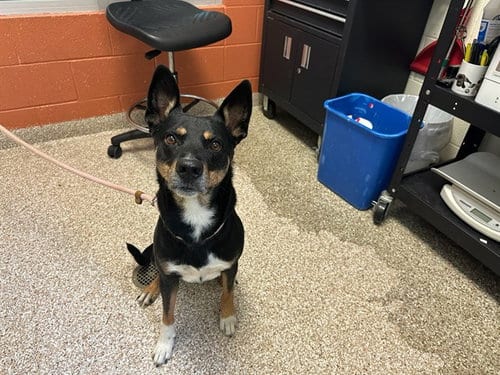 Photo of Rex, adoptable Australian Kelpie in Pueblo, Colorado