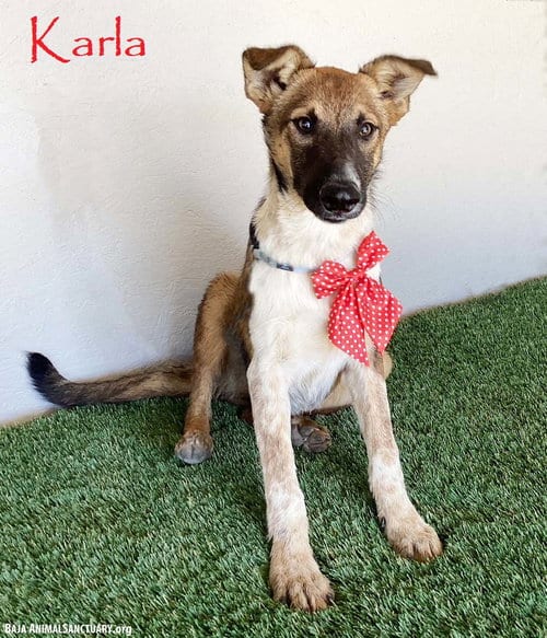 Photo of Karla, adoptable Belgian Shepherd Malinois in San Diego, California