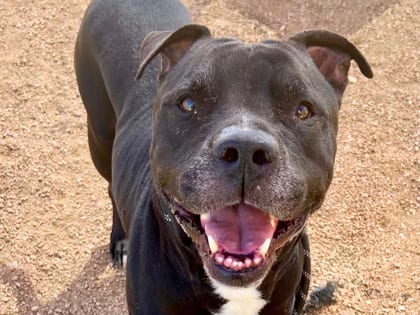 Photo of Cole, adoptable dog in Georgetown, Texas