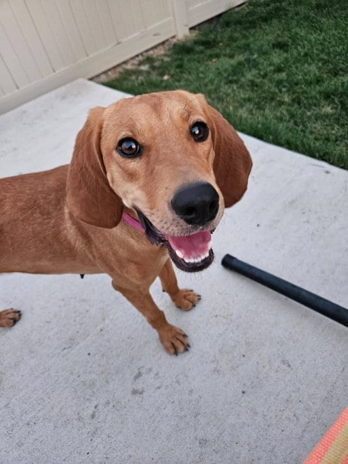 Photo of Naomi, adoptable Hound in MIDWAY, Utah
