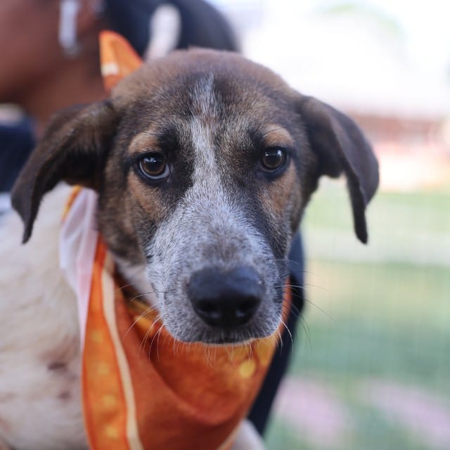 Photo of Gidget, adoptable dog in San Antonio, Texas