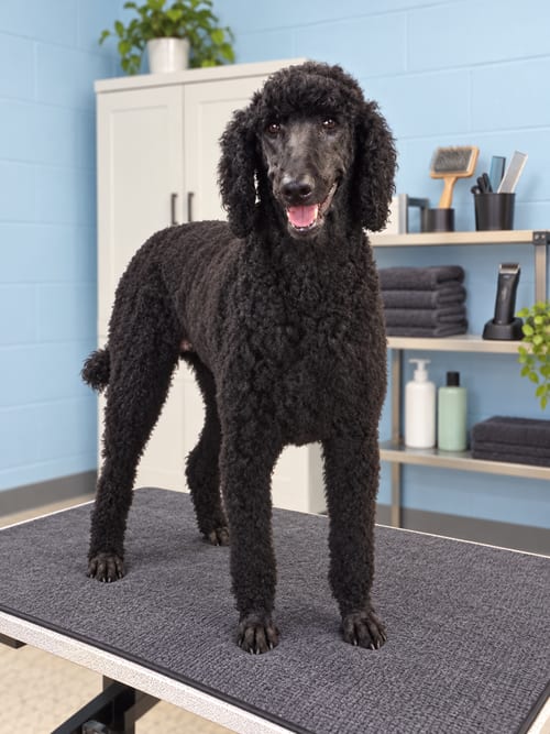Photo of Timmy Oct 26, adoptable Poodle (Standard) in Pacolet, South Carolina