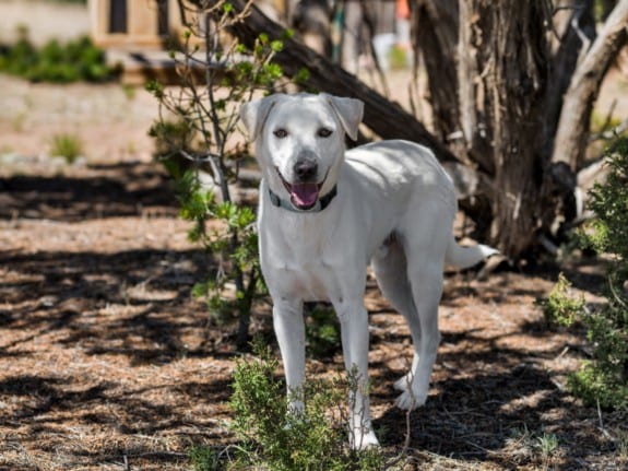 Photo of Woody, adoptable Mixed Breed in Santa Fe, New Mexico