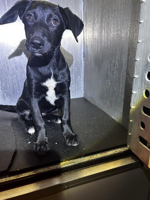 Photo of Daphnee, adoptable Terrier in San Antonio, Texas