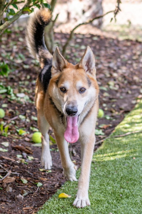 Photo of Max, adoptable German Shepherd Dog in Hilton Head, South Carolina