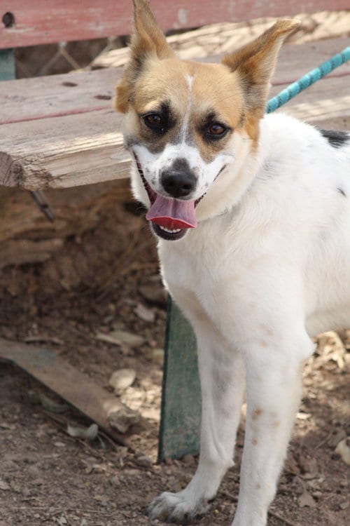 Photo of Delia, adoptable Queensland Heeler in El Centro, California