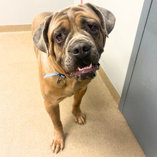 Photo of Zeus, adoptable Cane Corso Mastiff in Aurora, Colorado