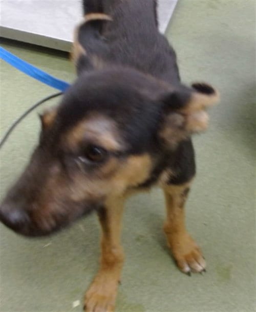 Photo of Axew, adoptable German Shepherd Dog in San Bernardino, California