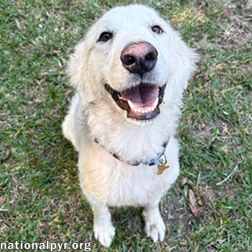 Photo of Wanda in AL - A Sweet Cuddle-Bug, adoptable Great Pyrenees in Beacon, New York