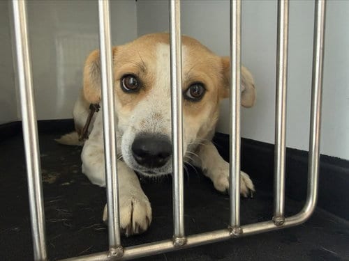 Photo of Bailey, adoptable Parson Russell Terrier in San Jose, California