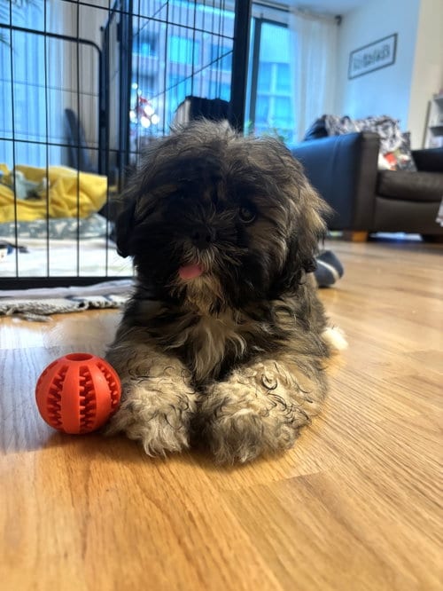 Photo of Cowboy, adoptable Lhasa Apso in Wheaton, Illinois