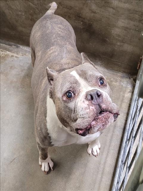 Photo of Athena, adoptable Staffordshire Bull Terrier in Van Nuys, California