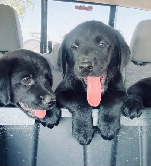 Photo of Puppy 2 - Dark Blue, adoptable Golden Retriever in Denton, Texas