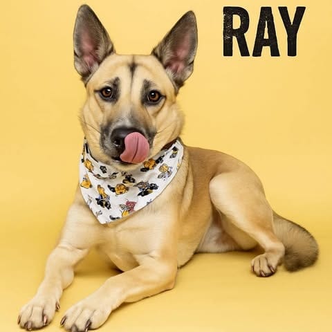 Photo of Raymond, adoptable Shepherd / Mix in Weatherford, Texas