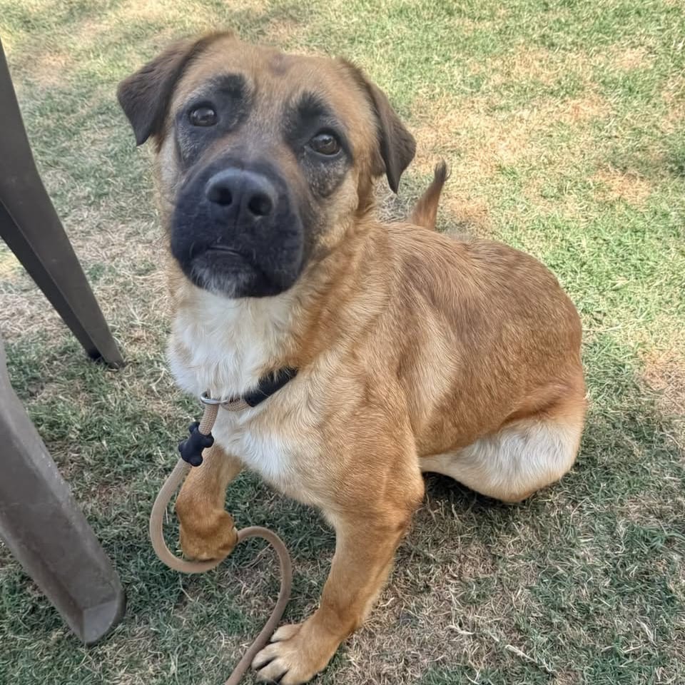Photo of Bonnie, adoptable Shepherd / Mixed Breed (Large) in San Francisco, California