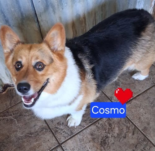 Photo of Cosmo, adoptable Corgi in San Diego, California