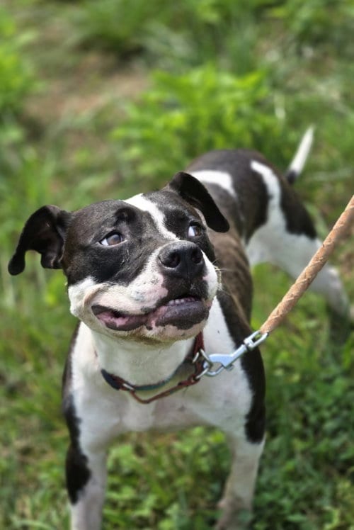 Photo of Dottie Mae, adoptable Pit Bull Terrier in Rustburg, Virginia