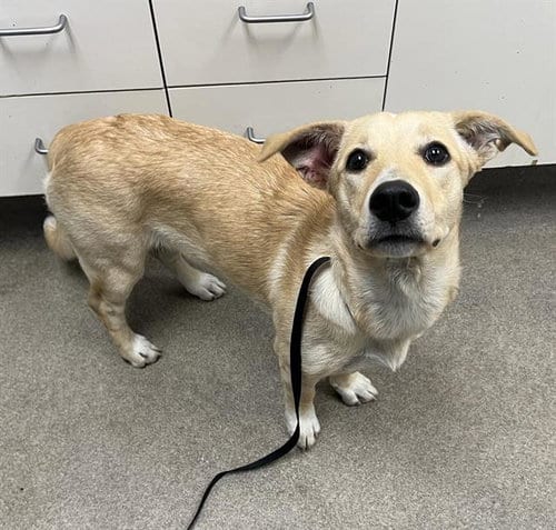 Photo of A128154, adoptable Labrador Retriever in HESPERIA, California