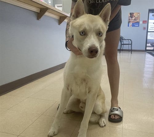 Photo of Puma, adoptable Siberian Husky in Killeen, Texas