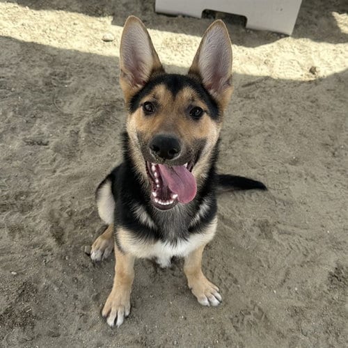 Photo of Ruby, adoptable German Shepherd Dog in Thousand Palms, California