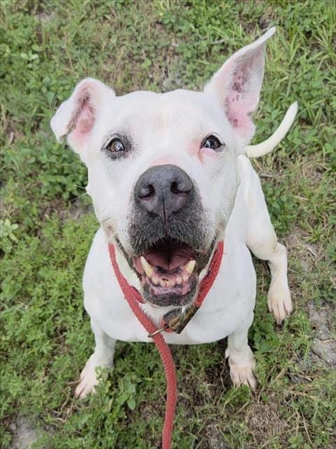 Photo of Clairo, adoptable American Staffordshire Terrier in Fort Lauderdale, Florida