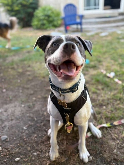 Photo of Poppy Seed, adoptable Pit Bull Terrier in San Jose, California