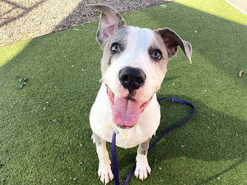 Photo of Mysterio, adoptable Great Dane in Phoenix, Arizona