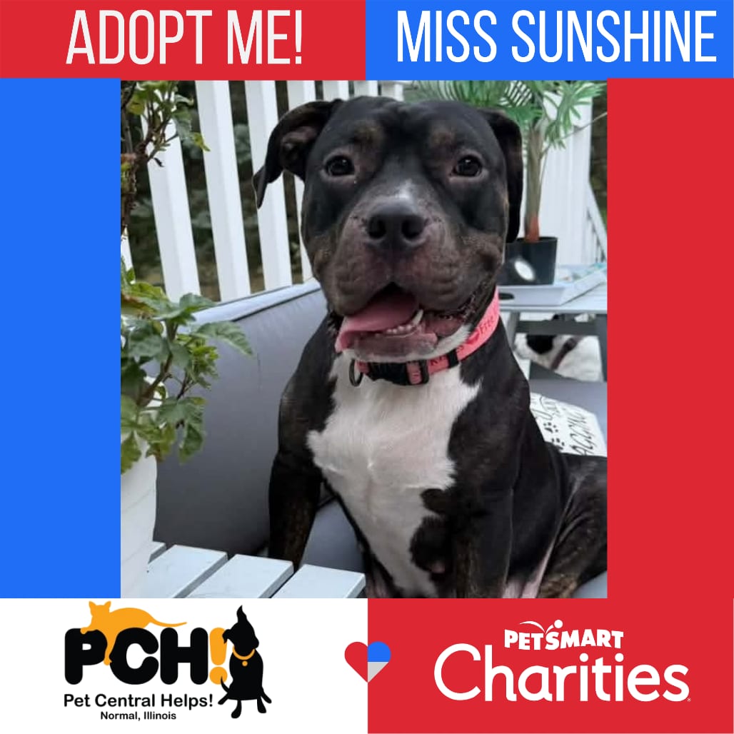 Photo of Miss Sunshine, adoptable Terrier, Pit Bull in Normal, Illinois