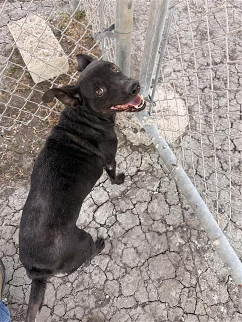 Photo of Ellie, adoptable Rat Terrier in Corpus Christi, Texas