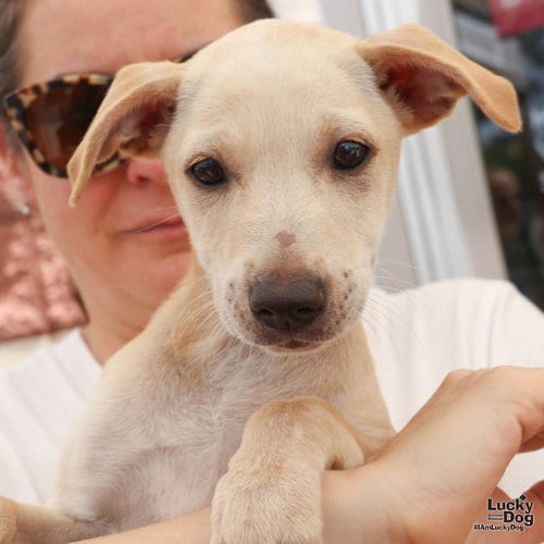 Photo of Nayra, adoptable Labrador Retriever in Washington, District of Columbia
