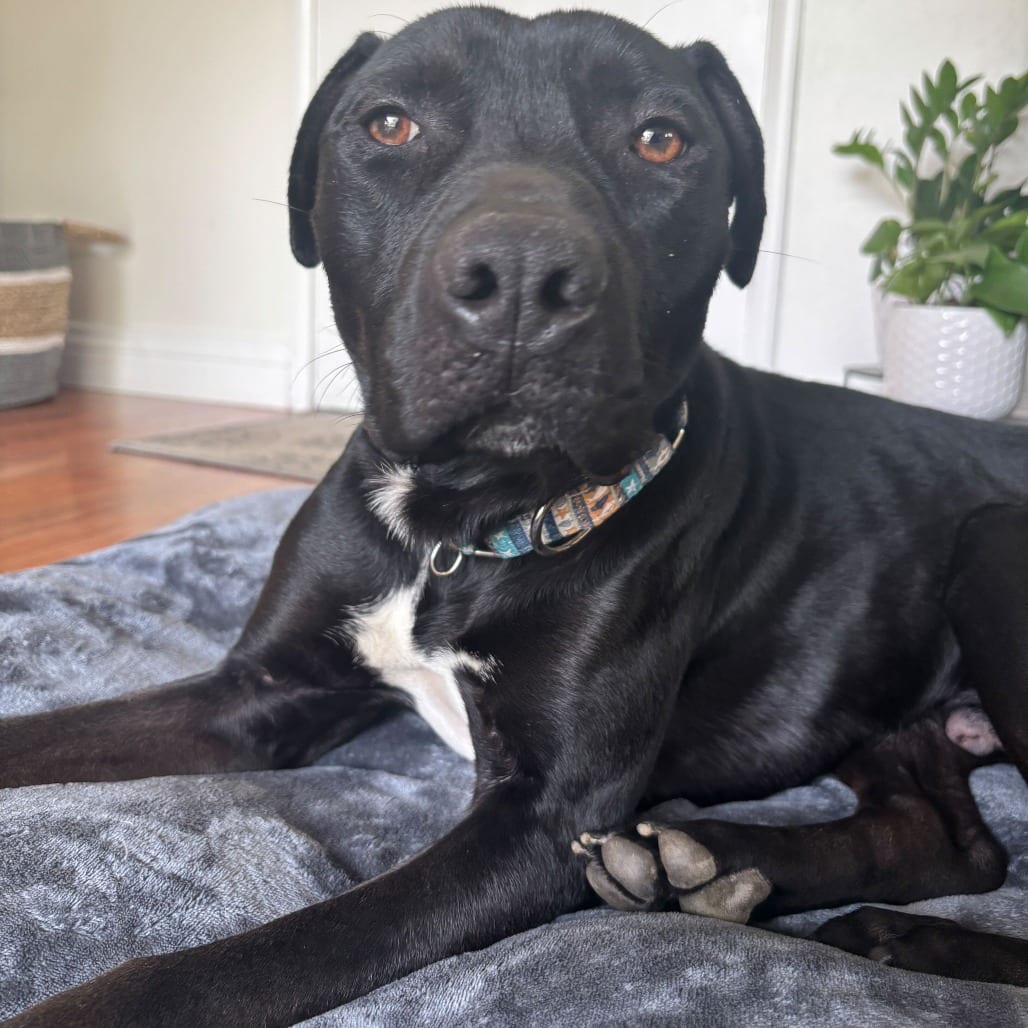 Photo of Jax, adoptable Terrier, Pit Bull in California, California