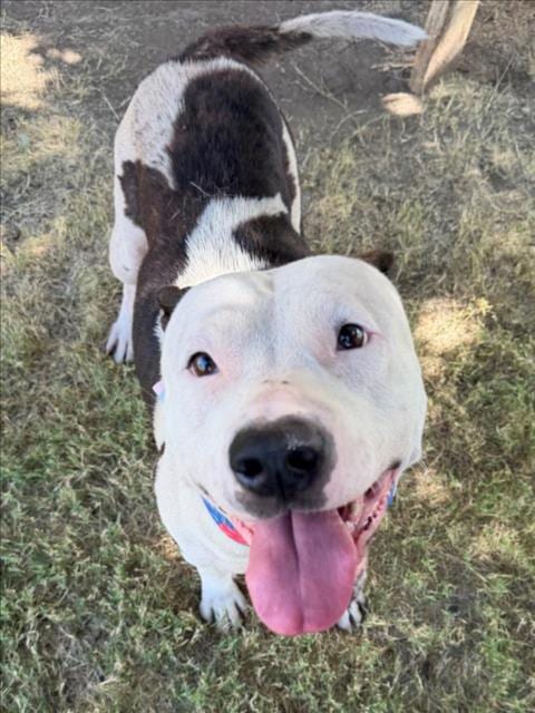 Photo of Happy, adoptable Pit Bull Terrier in Tulsa, Oklahoma