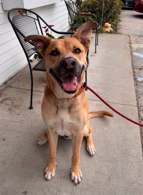 Photo of Stone, adoptable German Shepherd Dog in Muskegon, Michigan