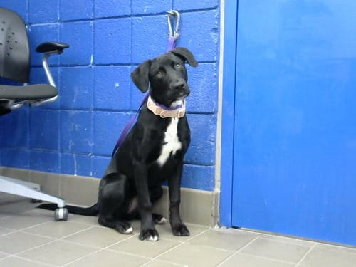 Photo of Nina, adoptable Labrador Retriever in Albuquerque, New Mexico